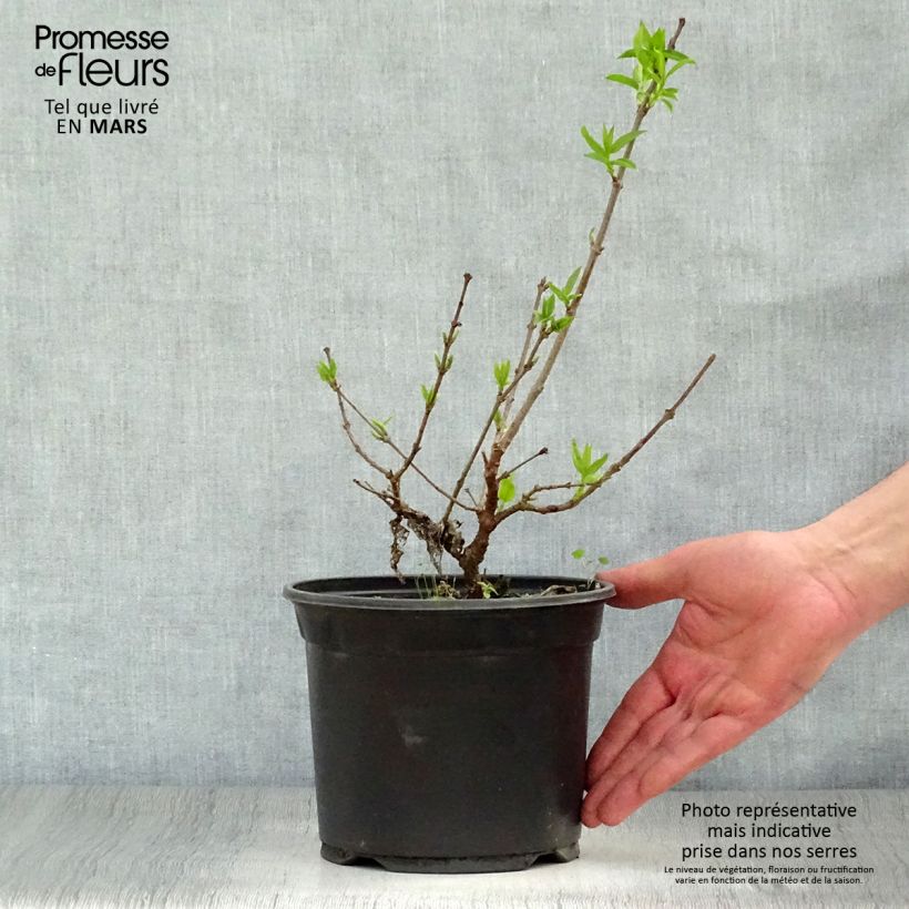 Example of Chimonanthus praecox - Meloenboompje Pot van 3 l/4 l as you get in printemps