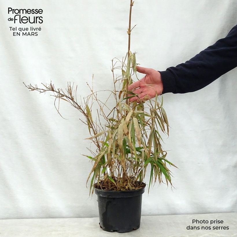 Exemplaar van Chimonobambusa quadrangularis Pot van 4 l/5 l zoals geleverd in de lente