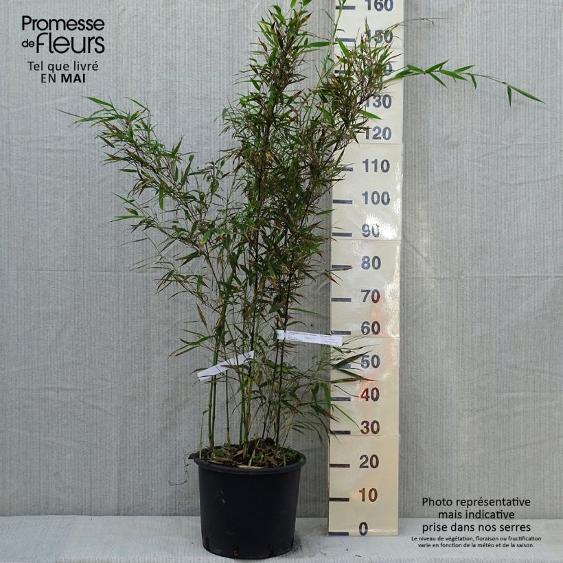 Exemplaar van Chimonobambusa tumidissinoda Macrophylla - Wandelstokbamboe Pot van 12 l/15 l zoals geleverd in de lente