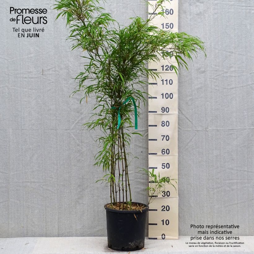 Exemplaar van Chimonobambusa tumidissinoda Microphylla - Wandelstokbamboe Pot van 12 l/15 l zoals geleverd in de zomer