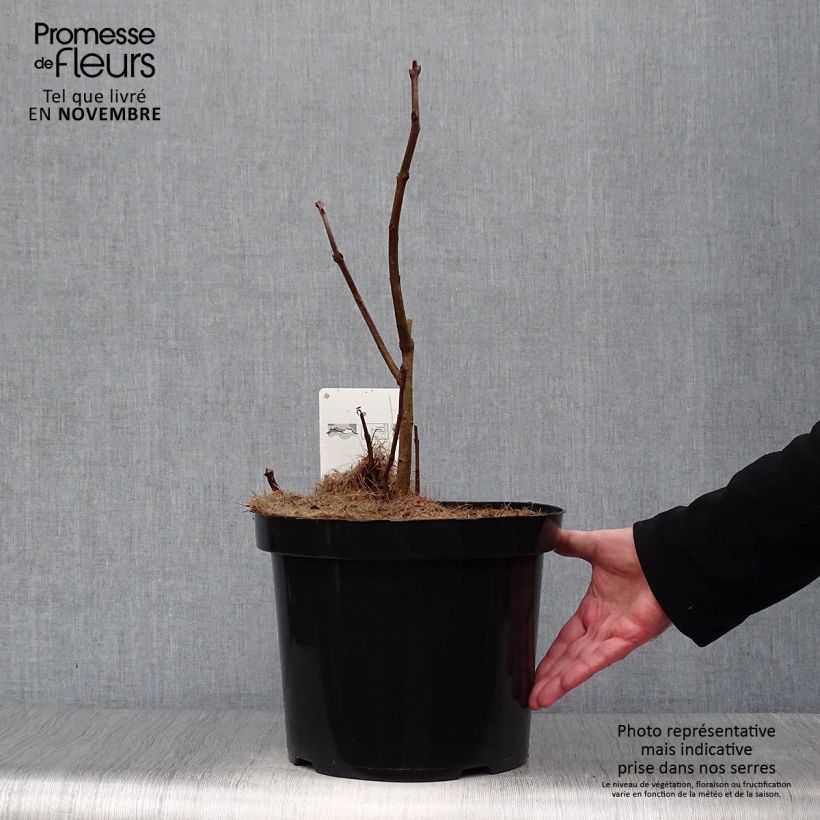 Exemplaar van Chionanthus virginicus - Sneeuwvlokkenboom Pot van 4 l/5 l zoals geleverd in de herfst
