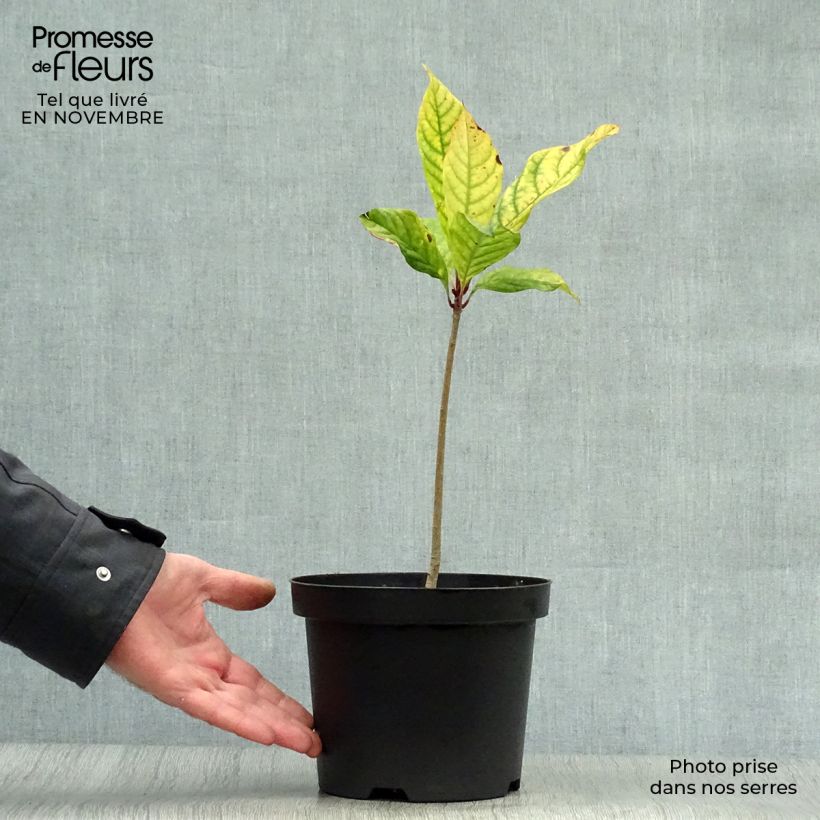 Exemplaar van Chionanthus virginicus - Sneeuwvlokkenboom Pot van 2 l/3 l zoals geleverd in de herfst