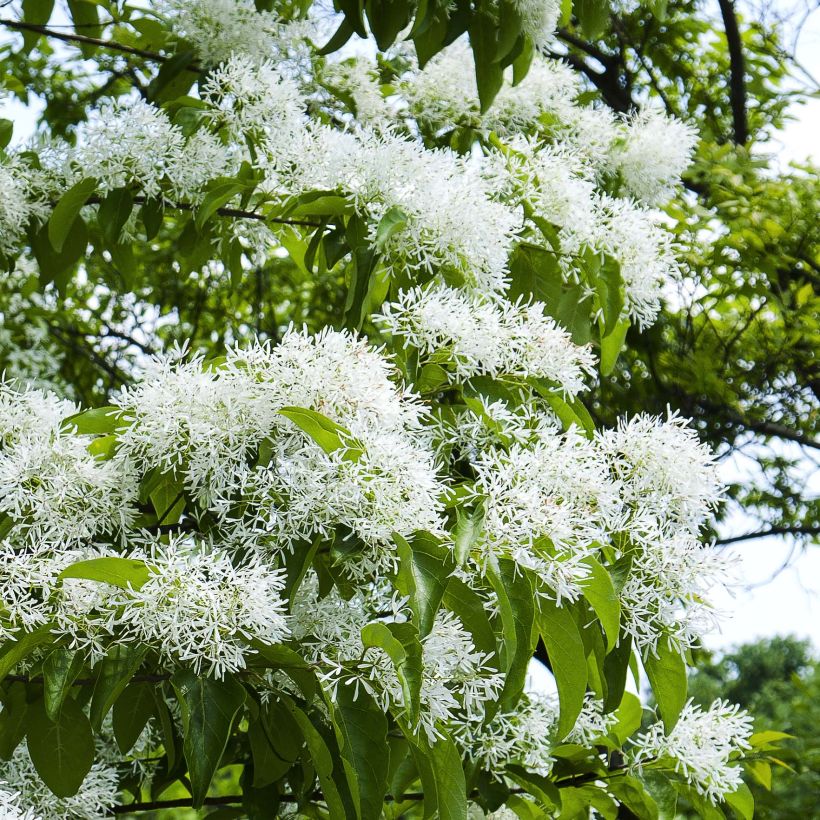Chionanthus retusus - Chinese sneeuwvlokkenboom (Bloei)