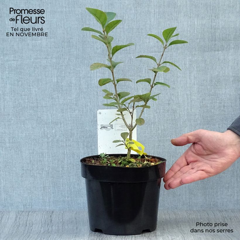 Exemplaar van Chionanthus retusus - Chinese sneeuwvlokkenboom Pot van 3 l/4 l zoals geleverd in de herfst