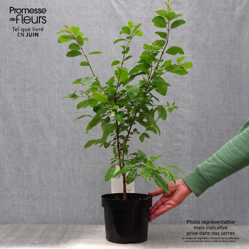 Exemplaar van Chionanthus retusus - Chinese sneeuwvlokkenboom Pot van 3 l/4 l zoals geleverd in de zomer