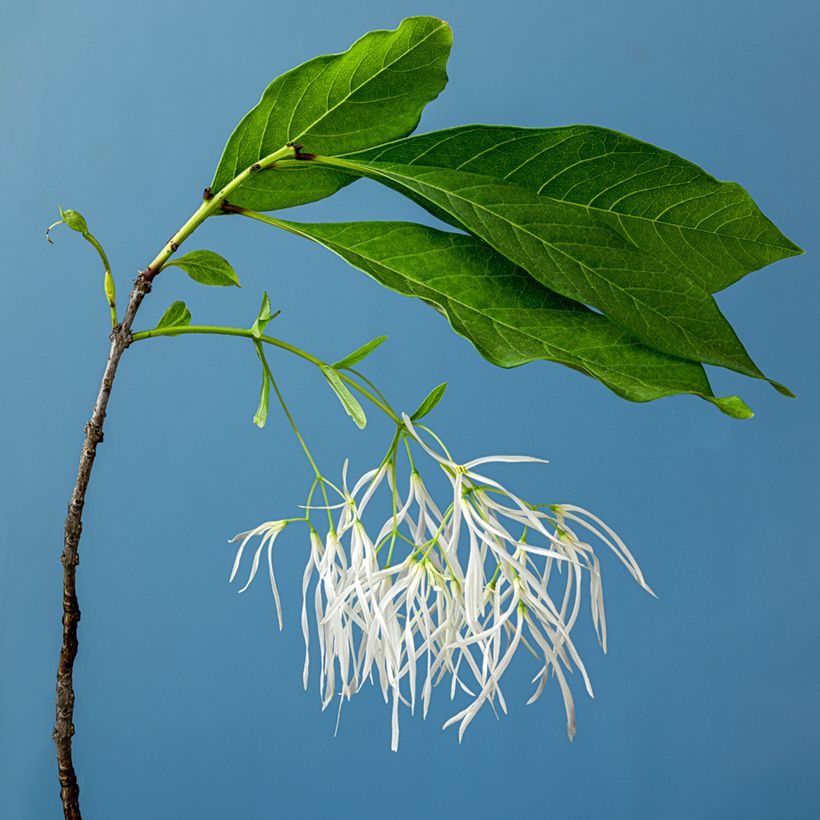Chionanthus virginicus - Sneeuwvlokkenboom (Bloei)