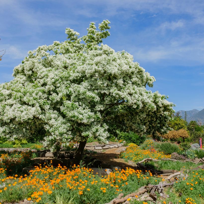 Chionanthus virginicus - Sneeuwvlokkenboom (Groeiplaats)