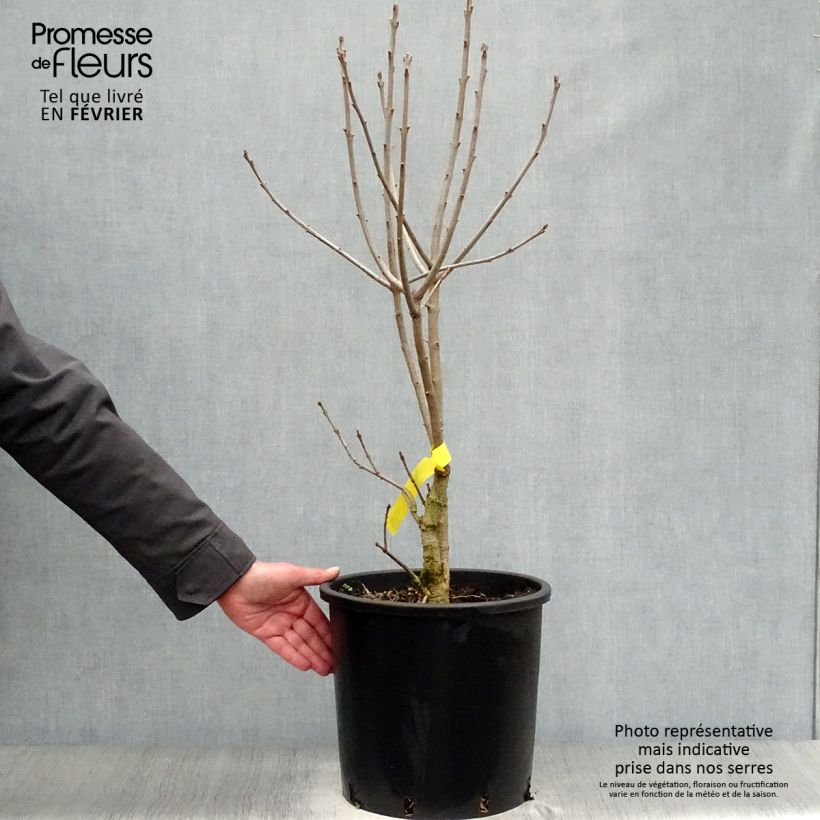 Exemplaar van Chionanthus virginicus - Sneeuwvlokkenboom Pot van 12 l/15 l zoals geleverd in de winter