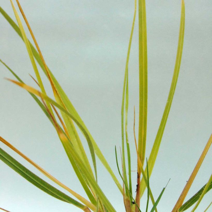 Chionochloa conspicua (Blad)