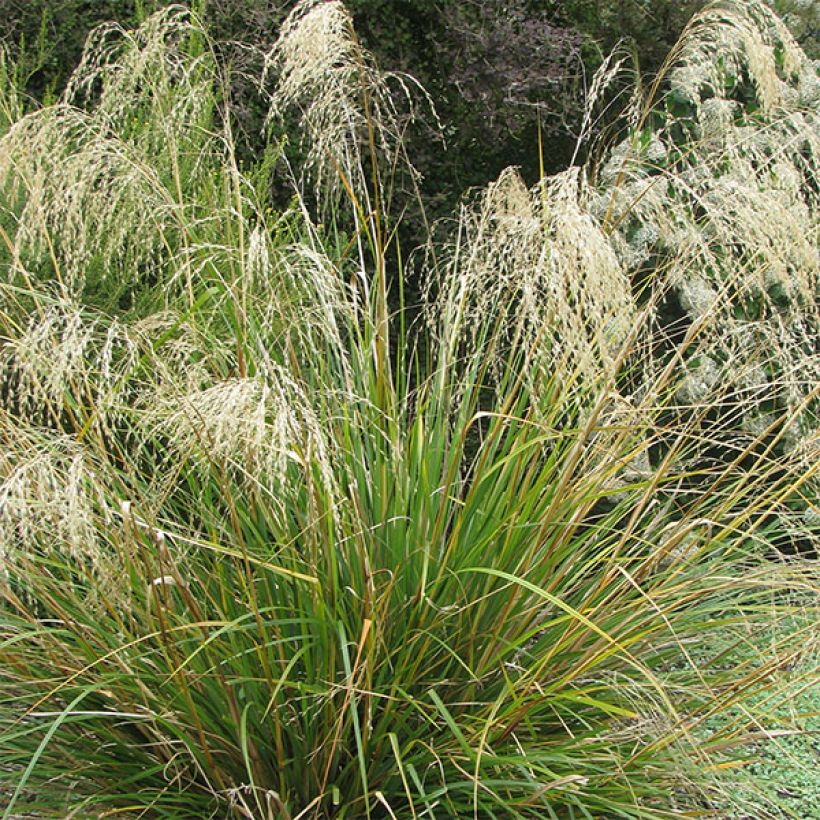 Chionochloa conspicua (Bloei)