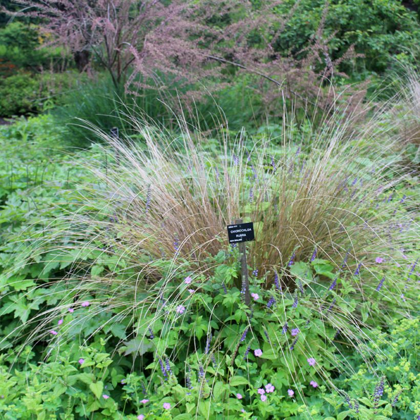Chionochloa rubra (Groeiplaats)