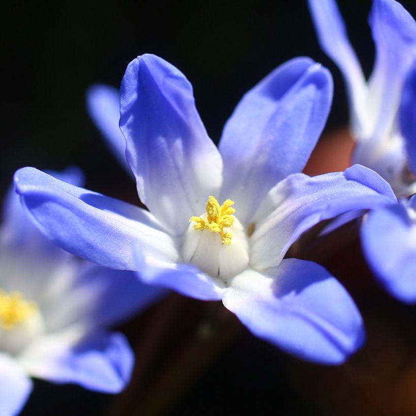 Chionodoxa forbesii Blue Giant - Sneeuwroem (Bloei)