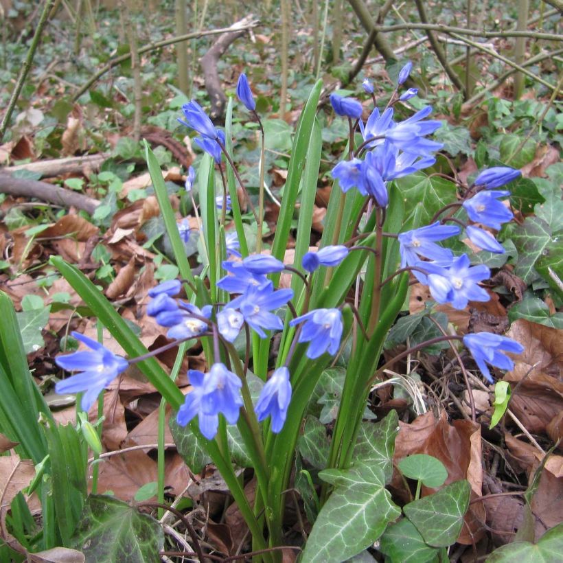 Chionodoxa forbesii - Sneeuwroem (Groeiplaats)