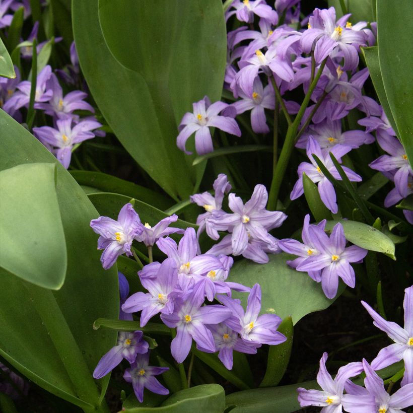 Chionodoxa forbesii Violet Beauty - Sneeuwroem (Groeiplaats)