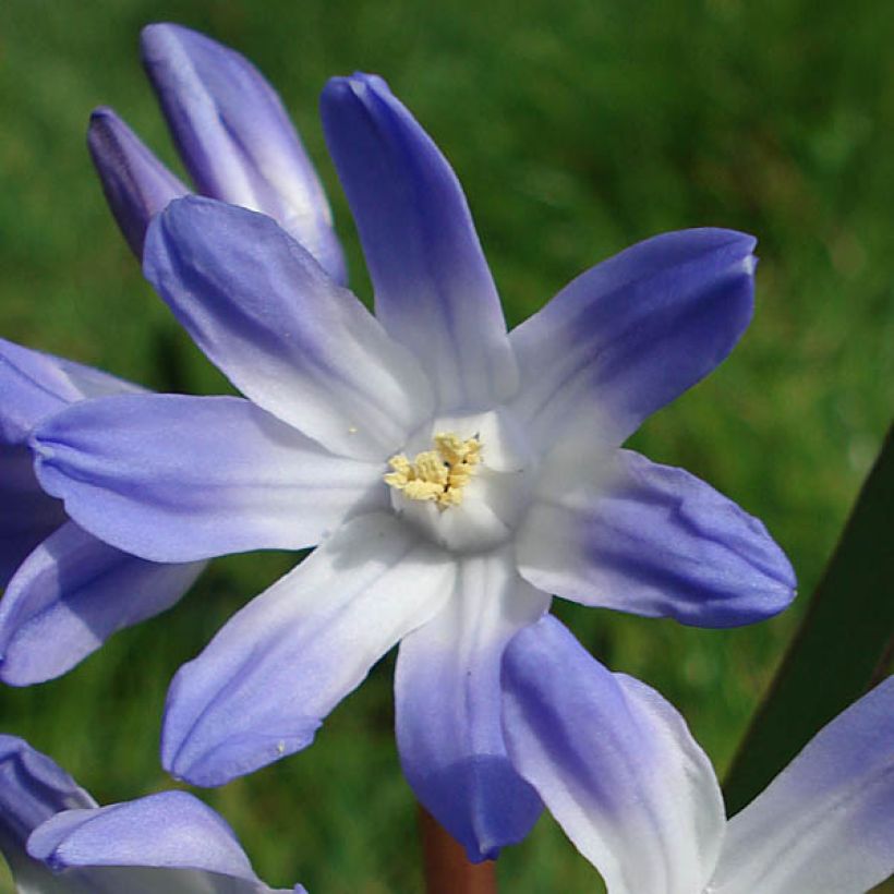 Scilla luciliae - Sneeuwroem (Bloei)