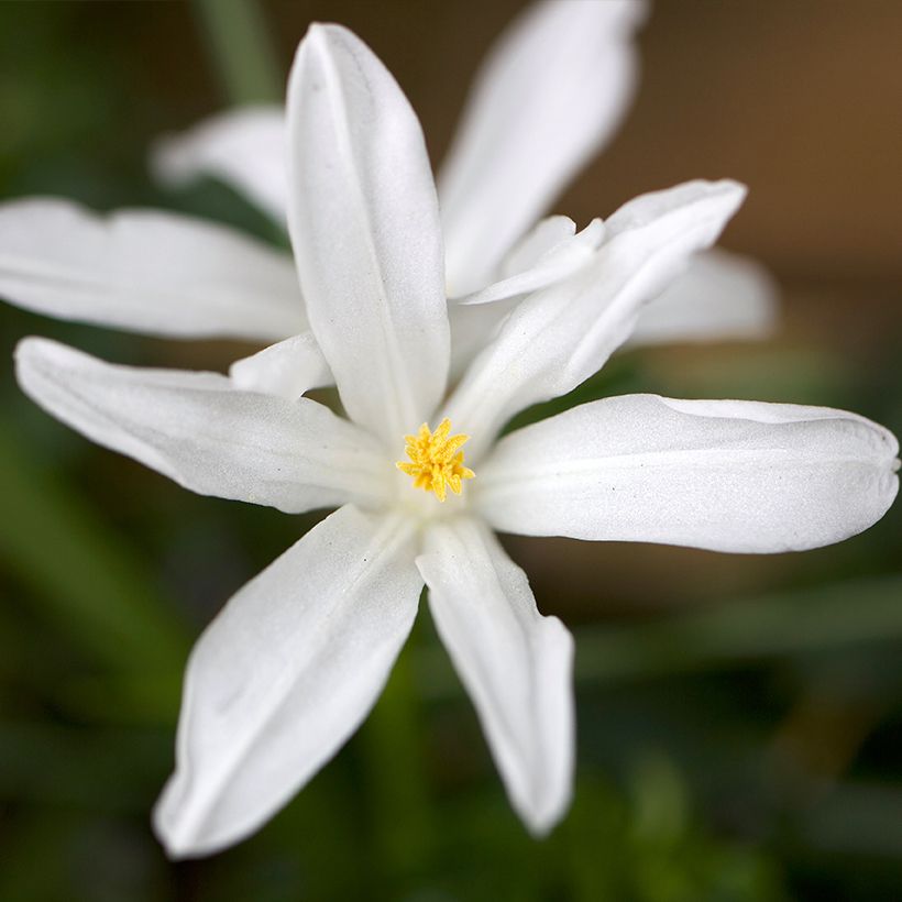 Chionodoxa luciliae Alba - Sneeuwroem (Bloei)