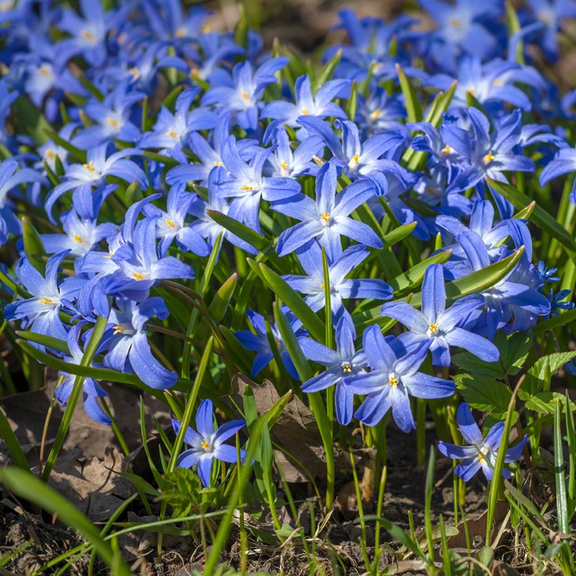 Scilla luciliae - Sneeuwroem (Groeiplaats)