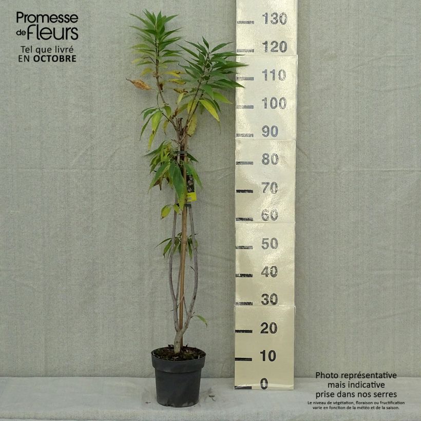 Exemplaar van Chitalpa tashkentensis Summer Bells (Minsum) - Tasjkent-chitalpa Pot van 2 l/3 l zoals geleverd in de herfst