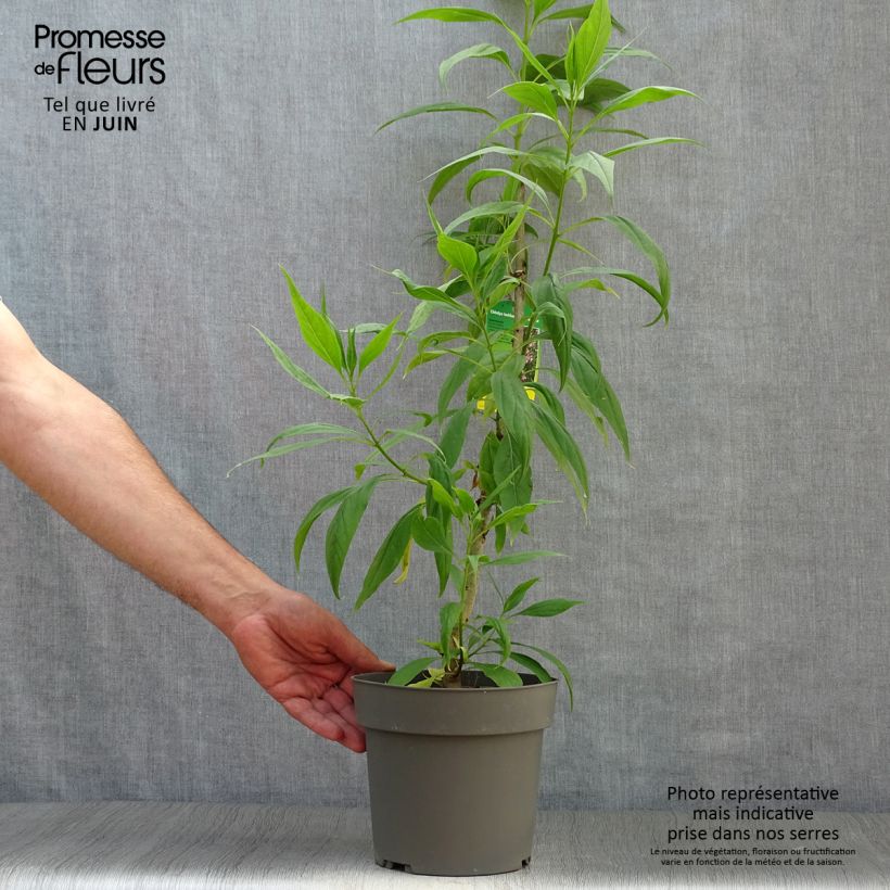 Exemplaar van Chitalpa tashkentensis Summer Bells (Minsum) - Tasjkent-chitalpa Pot van 2 l/3 l zoals geleverd in de zomer