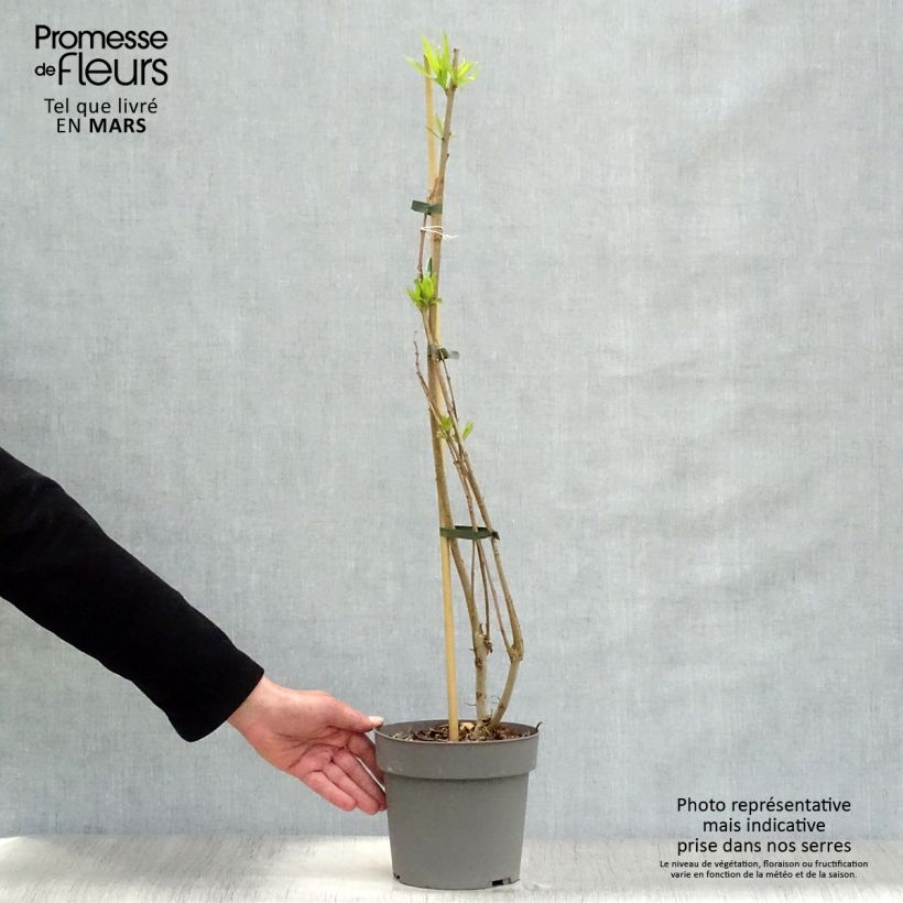 Exemplaar van Chitalpa tashkentensis Summer Bells (Minsum) - Tasjkent-chitalpa Pot van 2 l/3 l zoals geleverd in de lente