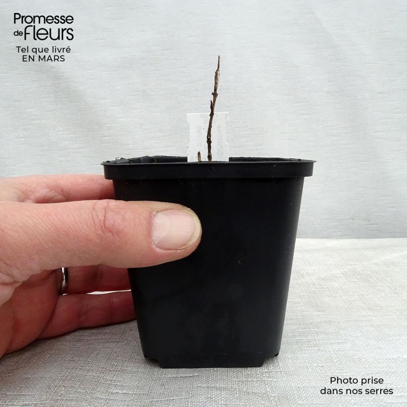 Exemplaar van Chloranthus japonicus Kweekpotje van 8/9 cm zoals geleverd in de lente