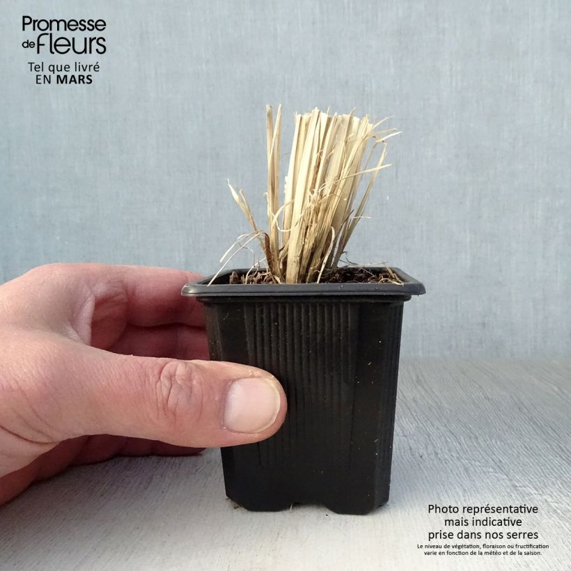 Exemplaar van Chloris virgata - Rhodes pluimgras Kweekpotje van 8/9 cm zoals geleverd in de lente