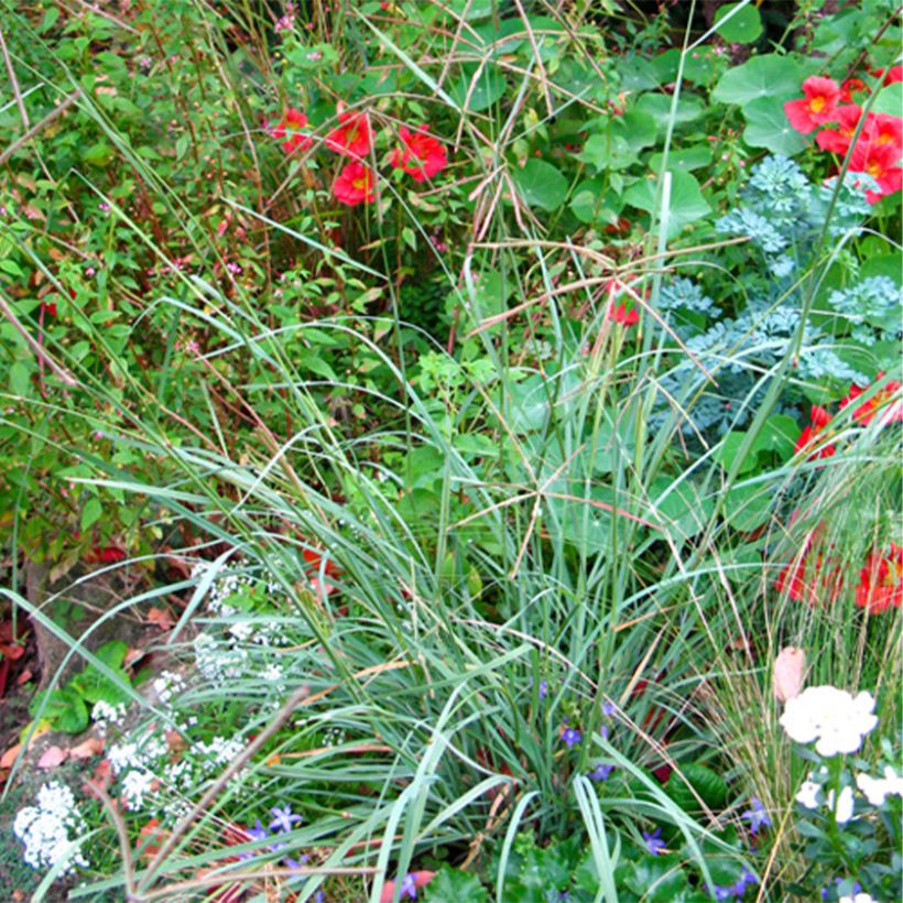 Chloris virgata - Rhodes pluimgras (Groeiplaats)