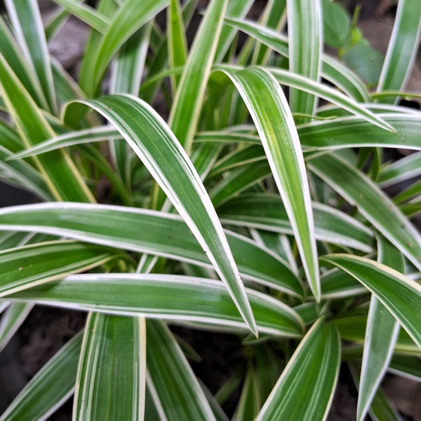 Chlorophytum comosum Irish - Graslelie (Blad)