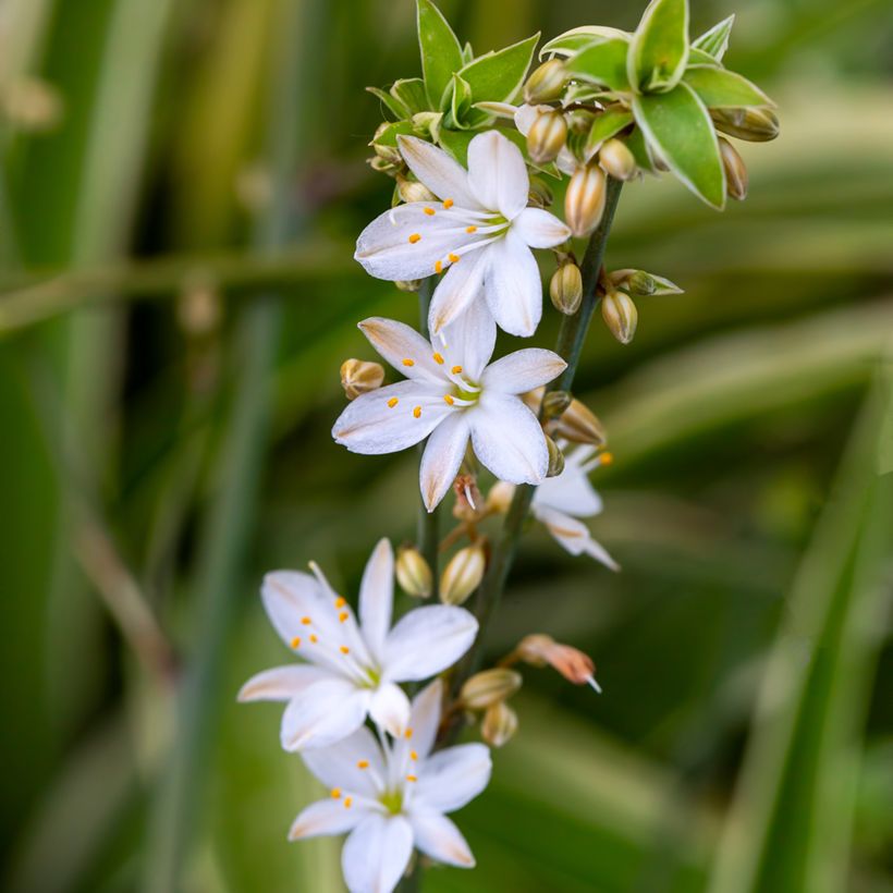 Chlorophytum comosum Irish - Graslelie (Bloei)