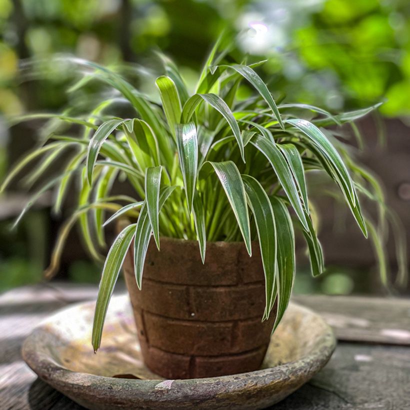 Chlorophytum comosum Irish - Graslelie (Groeiplaats)