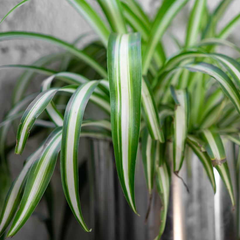 Chlorophytum comosum Variegatum - Graslelie (Blad)