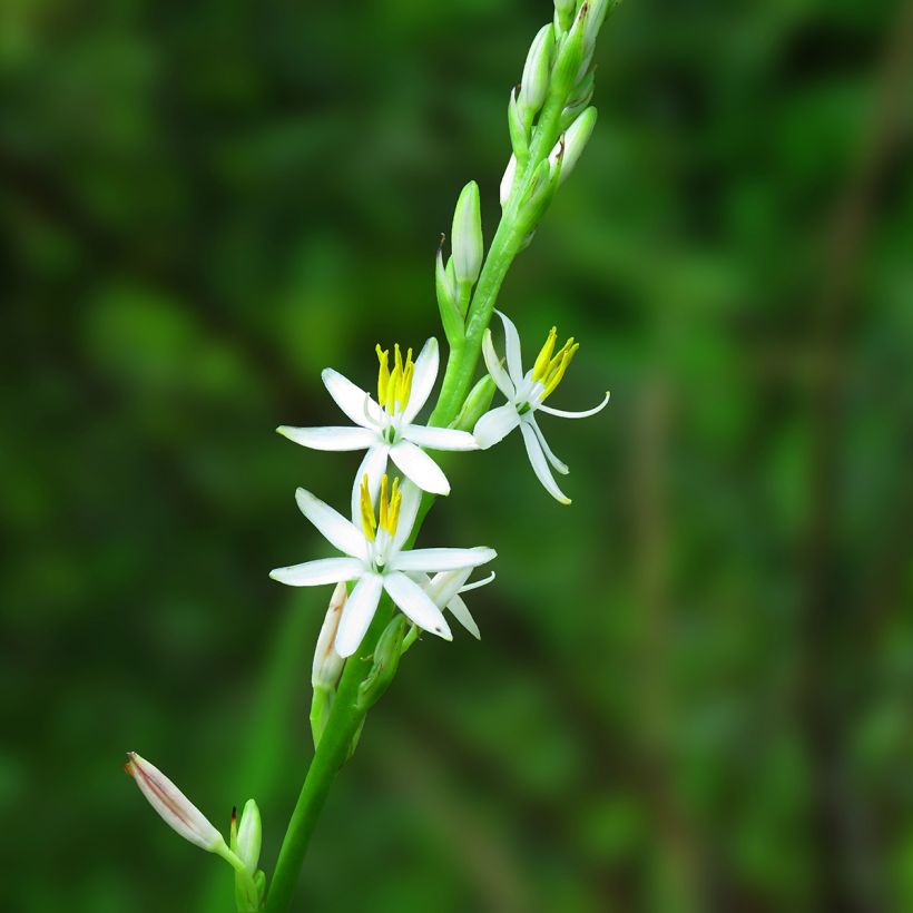 Chlorophytum nepalense (Bloei)