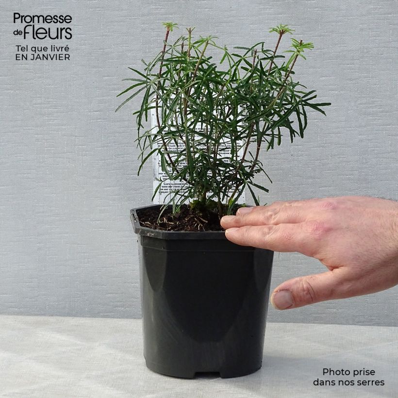 Example of Choisya ternata Apple Blossom - Mexicaanse oranjebloesem Pot van 2 l/3 l as you get in hiver