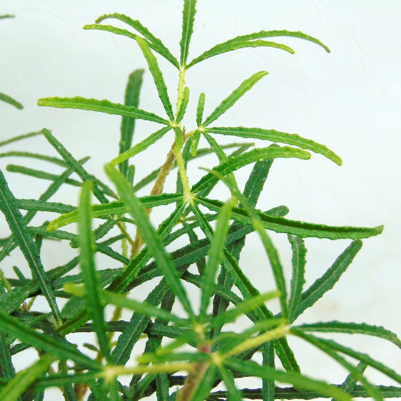 Choisya ternata Apple Blossom - Mexicaanse oranjebloesem (Foliage)