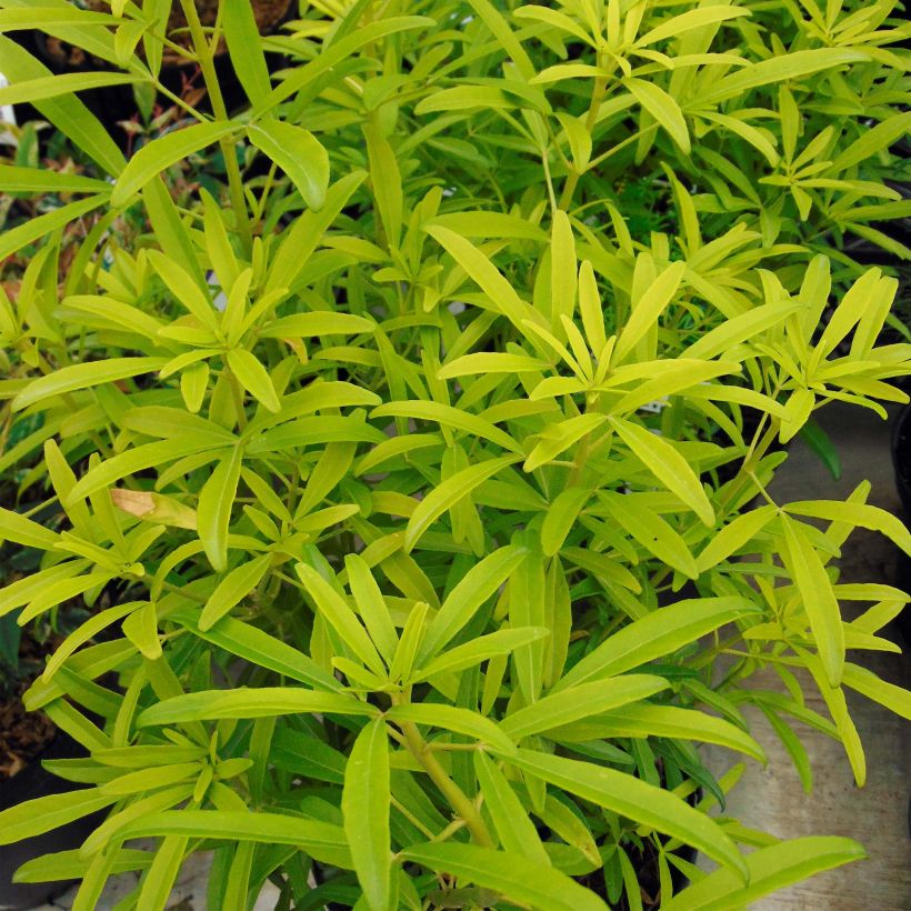 Choisya Aztec Goud - Mexicaanse oranjebloesem (Foliage)