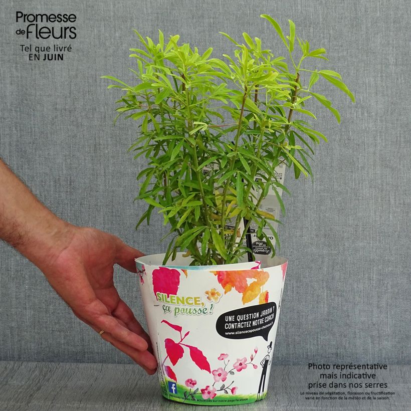 Exemplaar van Choisya Aztec Goud - Mexicaanse oranjebloesem Pot van 2 l/3 l zoals geleverd in de zomer