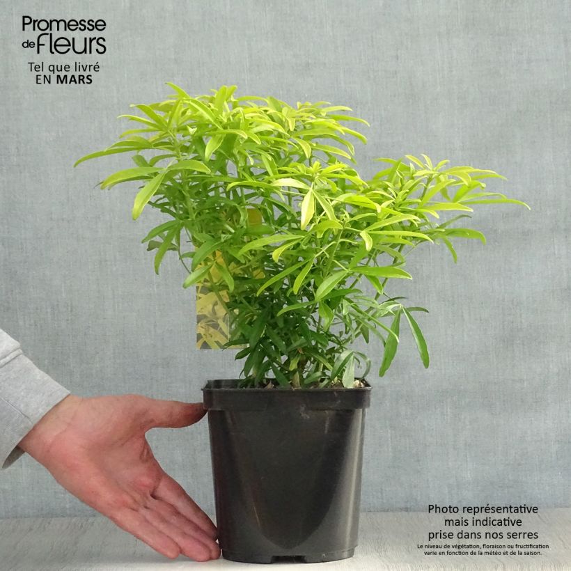 Example of Choisya Aztec Goud - Mexicaanse oranjebloesem Pot van 2 l/3 l as you get in printemps