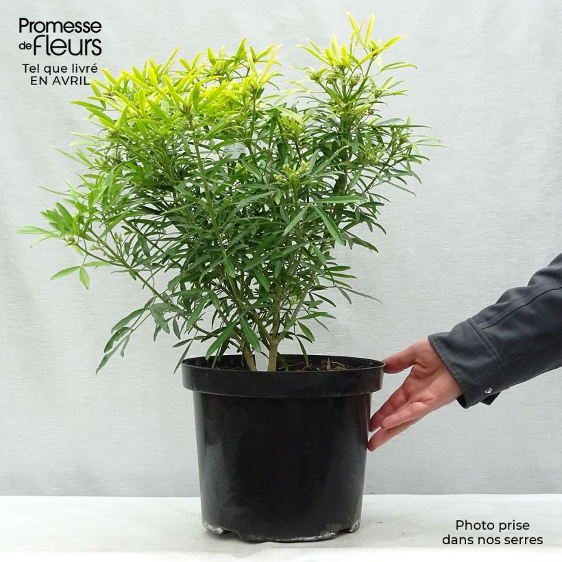 Example of Choisya Aztec Goud - Mexicaanse oranjebloesem Pot van 7,5 l/10 l as you get in printemps