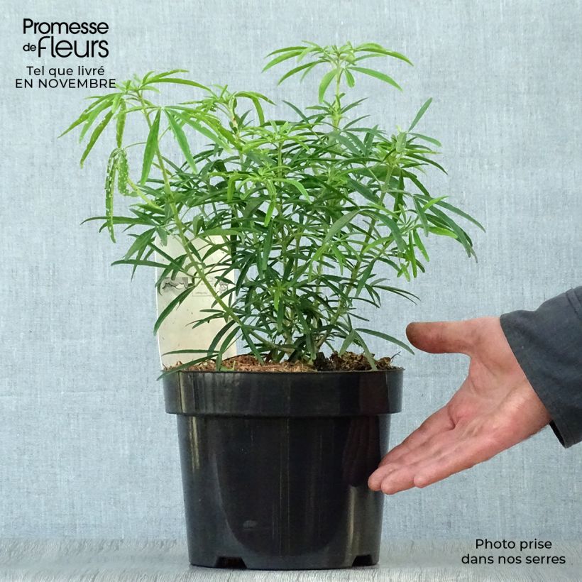 Exemplaar van Choisya dewitteana Aztec Pearl - Mexicaanse oranjebloesem Pot van 2 l/3 l zoals geleverd in de herfst