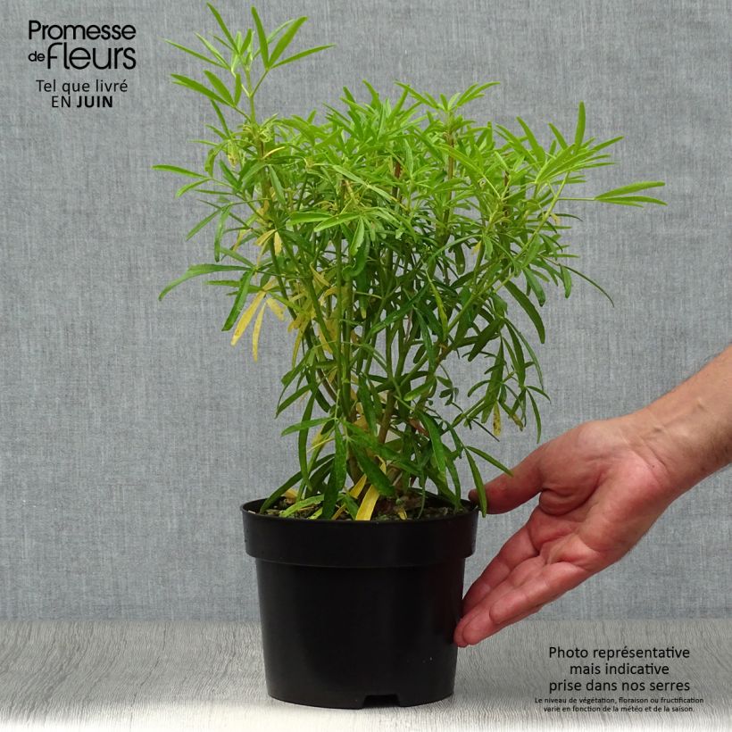 Exemplaar van Choisya dewitteana Aztec Pearl - Mexicaanse oranjebloesem Pot van 2 l/3 l zoals geleverd in de zomer