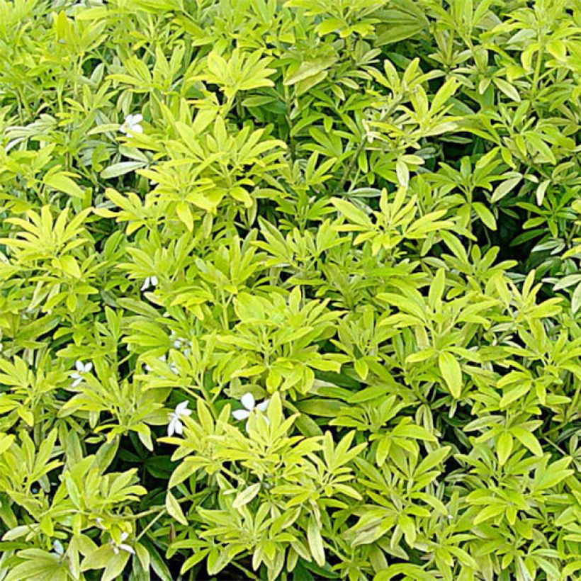 Choisya ternata Goldfinger - Mexicaanse oranjebloesem (Blad)