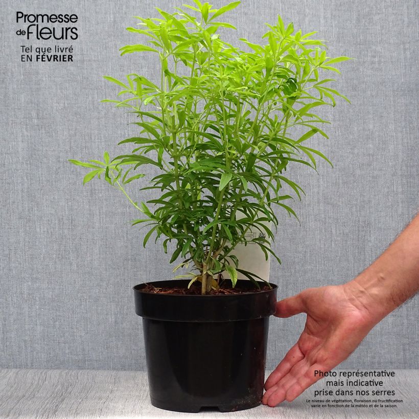 Exemplaar van Choisya ternata Goldfinger - Mexicaanse oranjebloesem Pot van 3 l/4 l zoals geleverd in de herfst