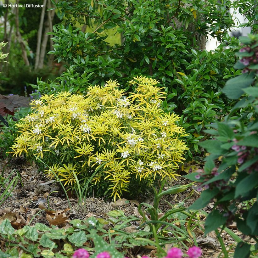 Choisya dewitteana Little Honey Bee - Mexicaanse oranjebloesem (Groeiplaats)