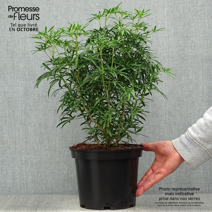 Exemplaar van Choisya ternata Scented Gem - Mexicaanse oranjebloesem Pot van 2 l/3 l zoals geleverd in de herfst