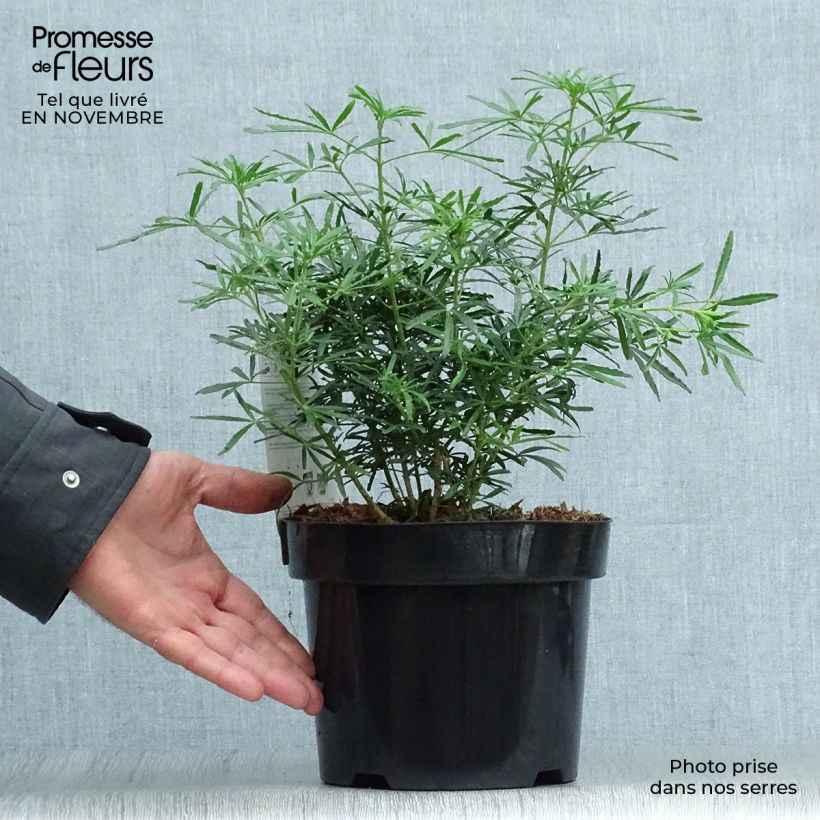 Exemplaar van Choisya dewitteana White Dazzler - Mexicaanse oranjebloesem Pot van 7,5 l/10 l zoals geleverd in de herfst
