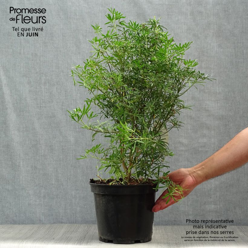 Exemplaar van Choisya dewitteana White Dazzler - Mexicaanse oranjebloesem Pot van 7,5 l/10 l zoals geleverd in de zomer