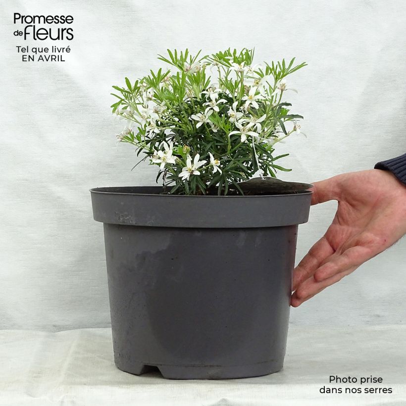 Exemplaar van Choisya dewitteana White Dazzler - Mexicaanse oranjebloesem Pot van 7,5 l/10 l zoals geleverd in de lente