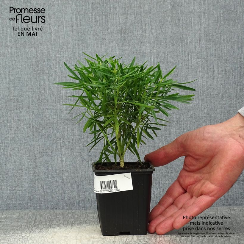 Exemplaar van Choisya dewitteana Little Bee - Mexicaanse oranjebloesem Kweekpotje van 8/9 cm zoals geleverd in de lente