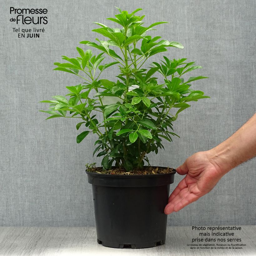 Exemplaar van Choisya ternata - Mexicaanse oranjebloesem Pot van 4 l/5 l zoals geleverd in de zomer