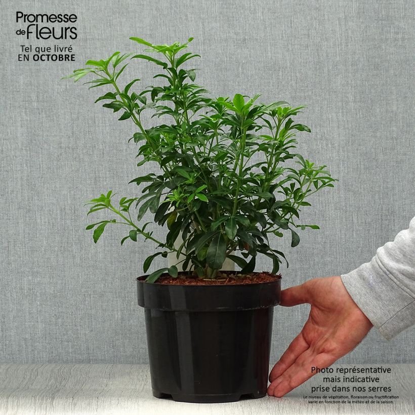Exemplaar van Choisya ternata - Mexicaanse oranjebloesem Pot van 2 l/3 l zoals geleverd in de herfst
